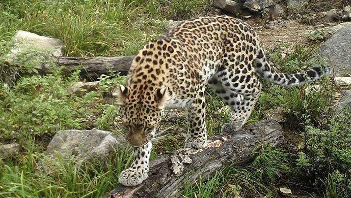 杭州野生动物世界金钱豹外逃还有1只金钱豹未找到